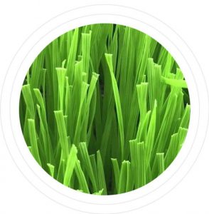 Artificial Grass Yarn