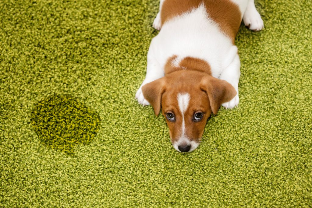 56486836 - puppy jack russell terrier lying on a carpet and looking up guilty.