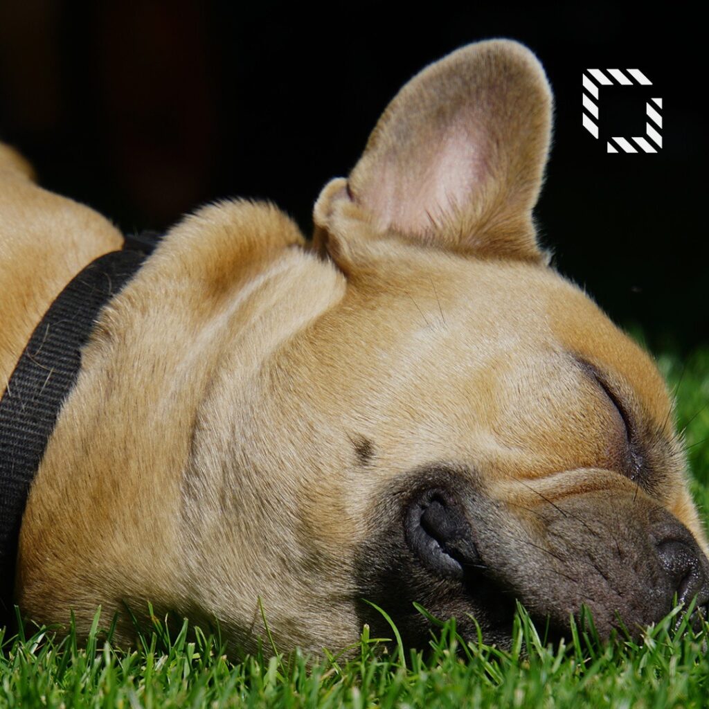 Protege Tu Césped del Daño de las Heces de Perro con Césped Artificial